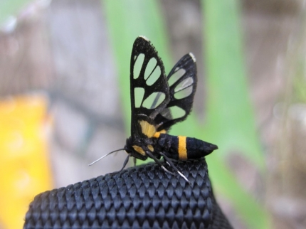 akha (66)